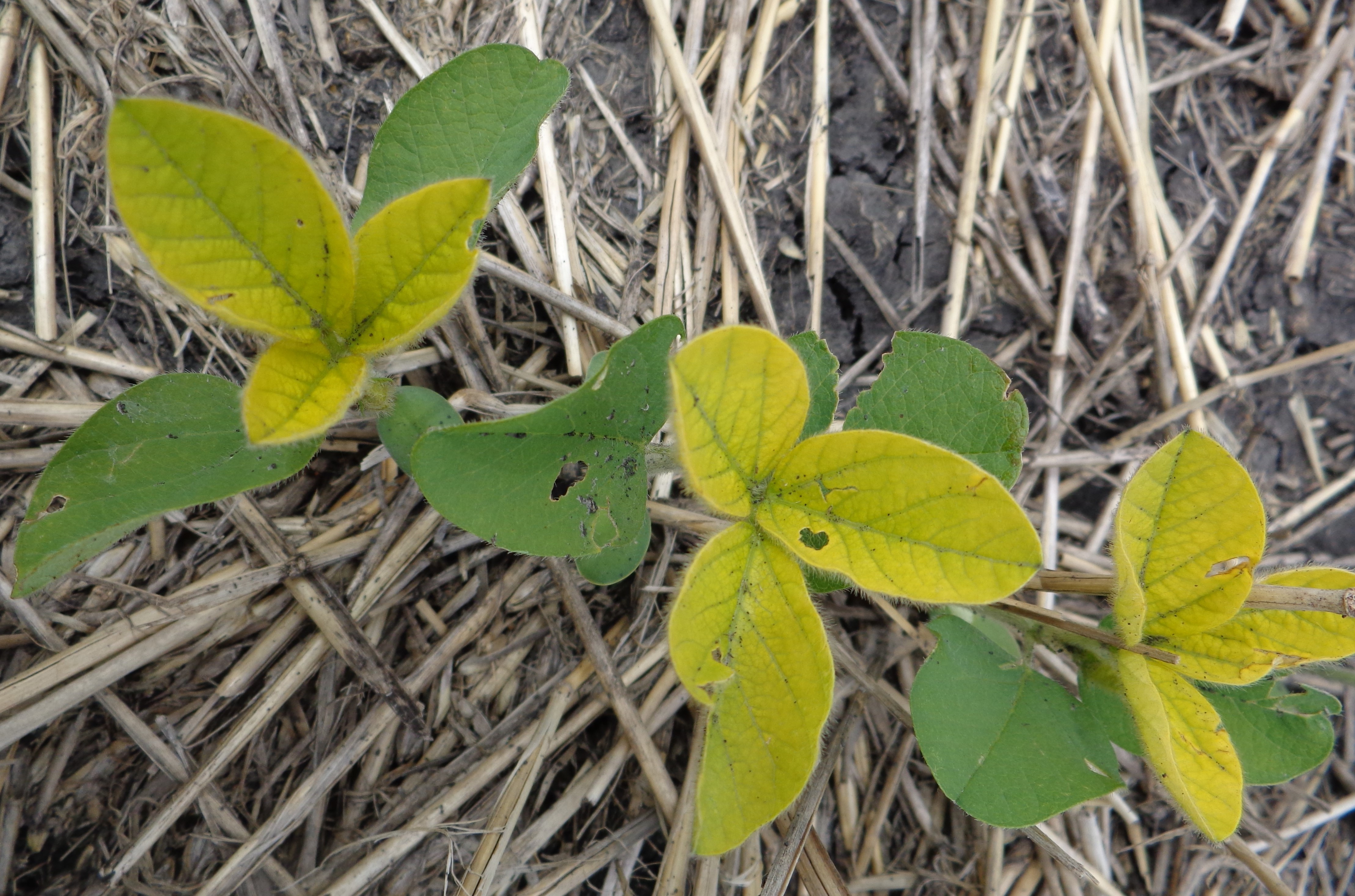 a group on soybean plants with several of the leaves turning yellow