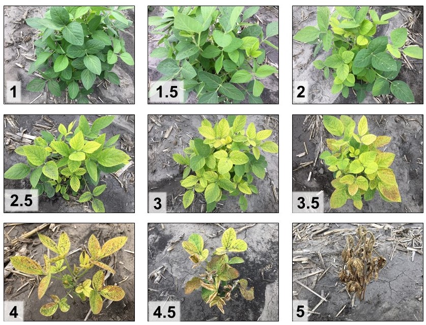 Nine separate photos of soybean plants showing the severity of iron deficiency chlorosis in each from 1 (little evidence of yellow leaves) to 5 (all leaves brown and wilted)