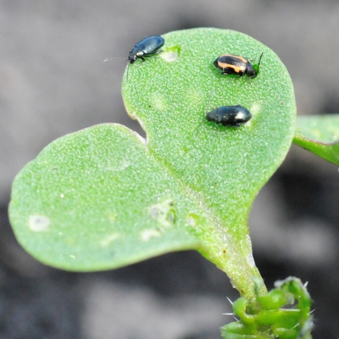 Two crucifer flea beetles and one striped flea beetle small, green canola leaf