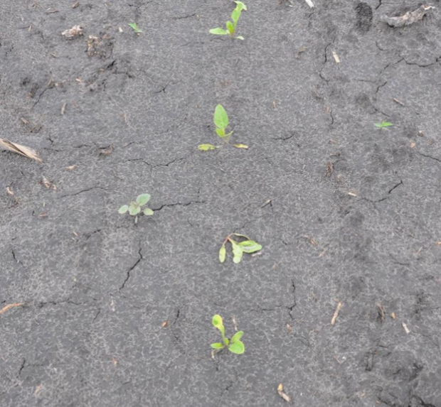 four small sugarbeet seedlings in gray-black soil.