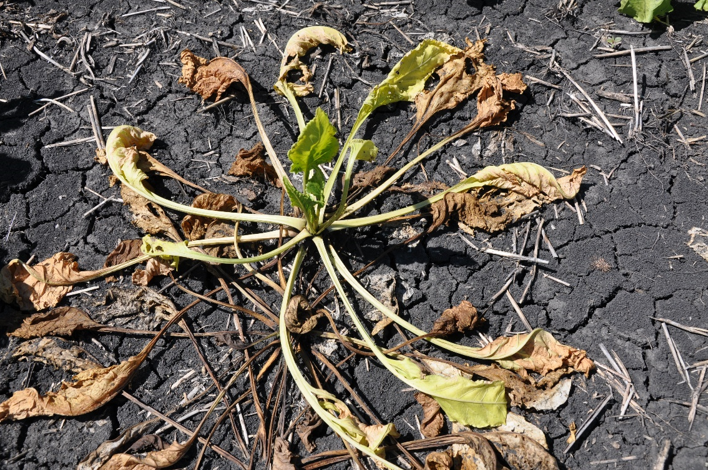 Withering sugarbeet plant with several dry, brown leaves and stems.
