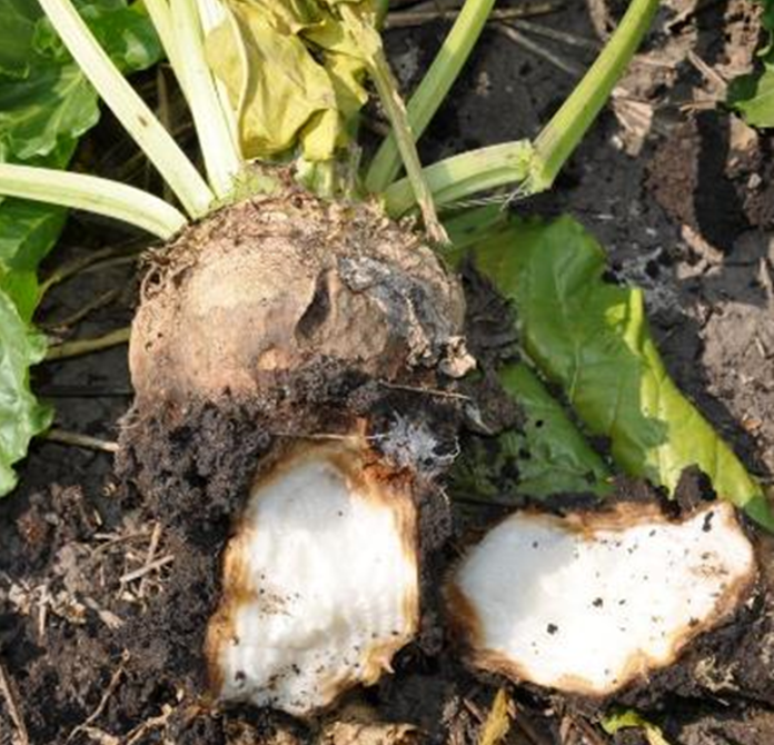 A sugarbeet, removed from the soil. The bottom of the root has been broken off, revealing a brown line of rot at the edge of the white flesh of the root.