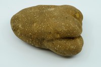 Imazamox Injured potato