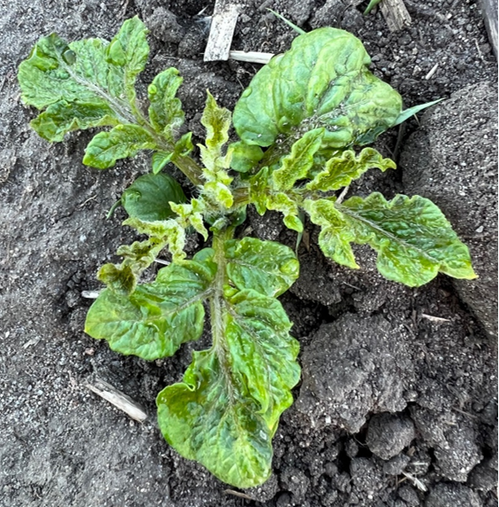 A small potato plant with curled, green leaves.