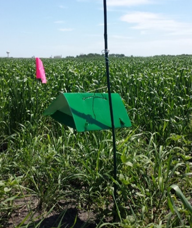 A green, triangular trap hangs above a corn field.