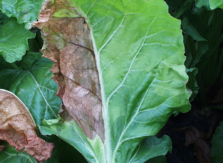 Figure 2. Some plants infected with Fusarium may have half a leaf with necrosis.