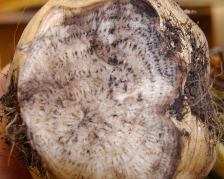 Figure 3. This infected root has grayish-brown to black discoloration of vascular bundles.