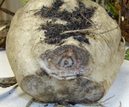 Figure 4. The outer surface of an infected root shows no symptoms. A transverse section through the root shows grayish-brown to black discoloration.