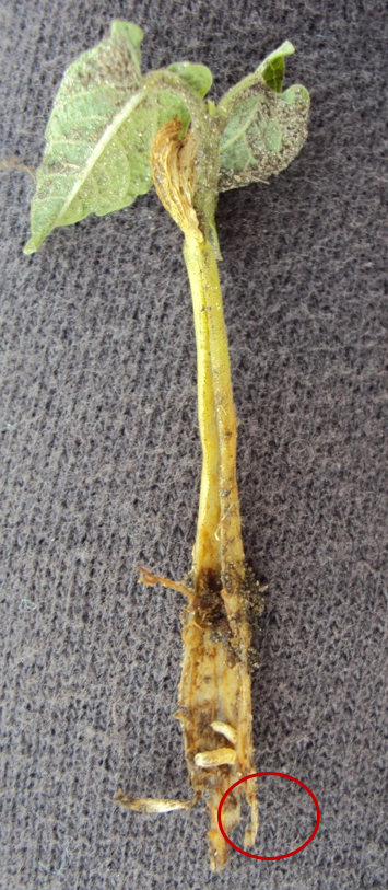 Three white maggots at the bottom of a yellowing plant stem. The plant leaves are slightly withered.
