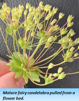 A plant with long stems topped by thick, pale green leaves.