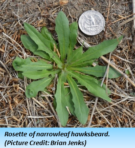 A green plant with long leaves extending low to the ground in a rough circle. A U.S. quarter is placed next to it for scale. The diameter of the plant is 3-4 times larger than the diameter of the quarter.