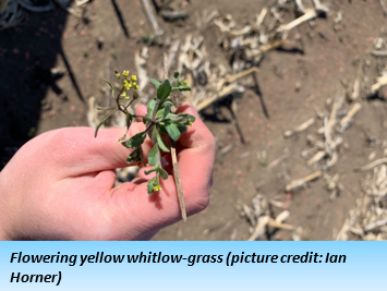 A small green plant with tiny yellow flowers.