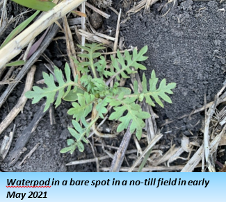 A green plant with deeply-divided, alternated leaves is pictured from above. It is low to the ground with the leaves extending more horizontally than vertically.