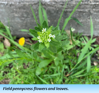 A plant extending vertically with smaller green leaves topped by a cluster of buds and several tiny white flowers.