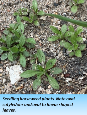 Several small, dark green plants are clustered if black dirt with a layer of light-colored stones. 