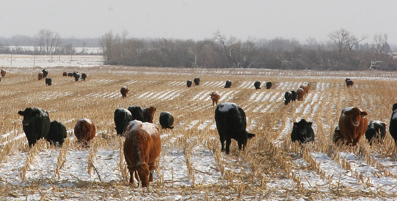 Good winter management practices help cattle tolerate the wind and cold temperatures. 