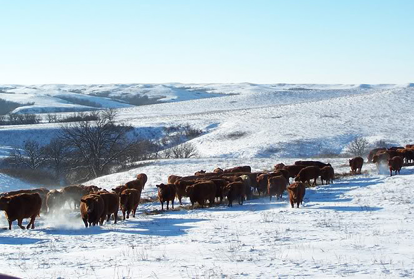 Adequate nutrition helps maintain cow condition during winter. 