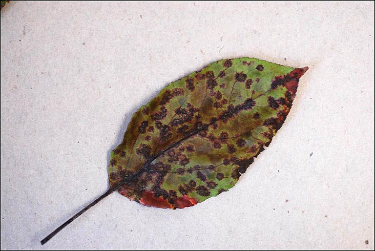 Figure 1. (B) severely infected crabapple leaf with black lesions and discoloration at the end of the growing season.