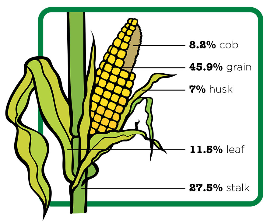 Figure 1. Proportions of the corn plant at maturity (by weight).
