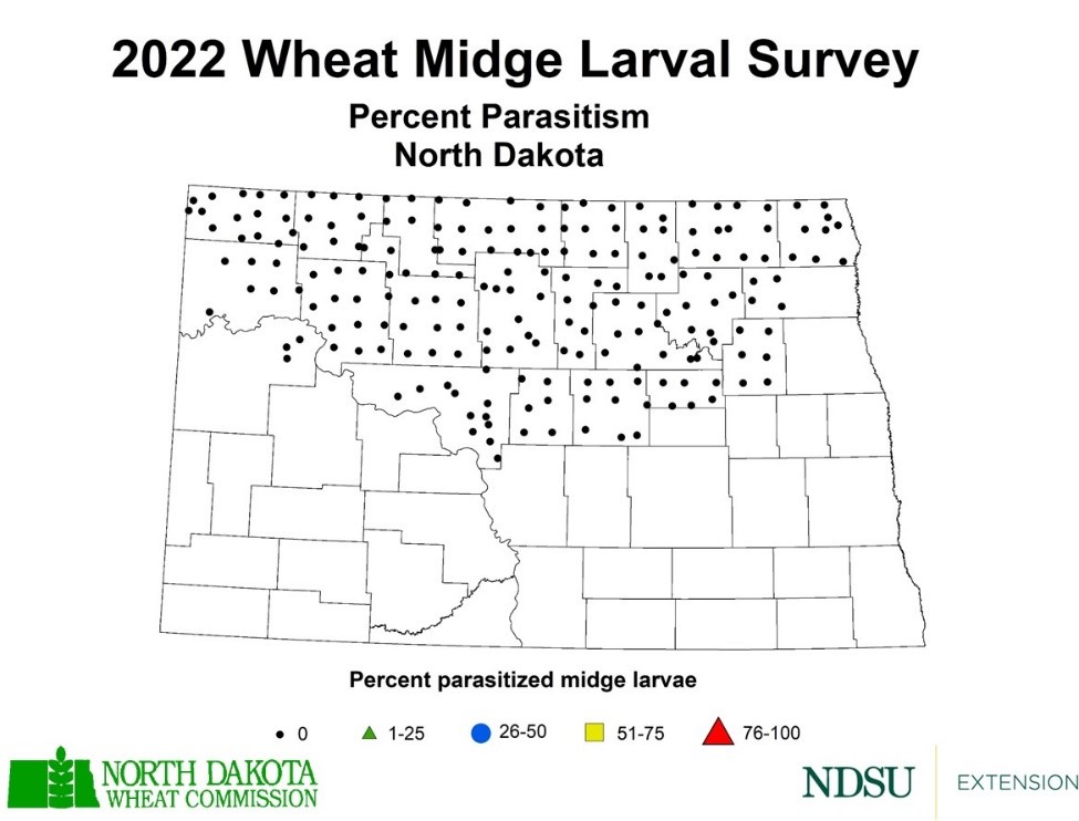 Map of North Dakota showing instances that the beneficial parasitic wasp that attacks and kills wheat midge in 2022