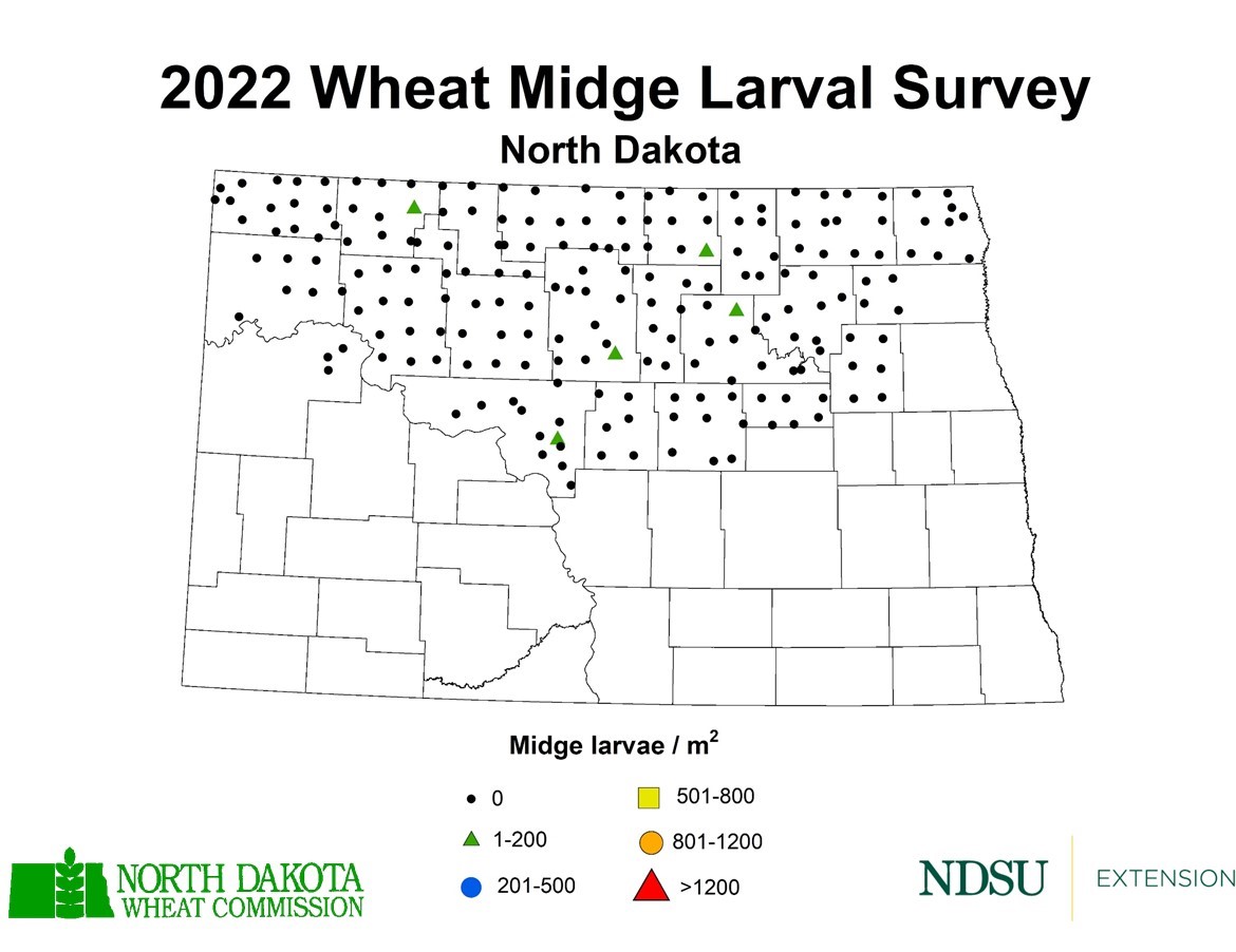 Map of North Dakota showing instances of wheat midge larvae in 2022