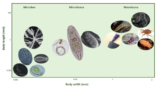 Figure 2: Illustration of approximate and relative sizes of different soil organisms that can be involved in the decomposition of litter inside of our mesh litterbags. 