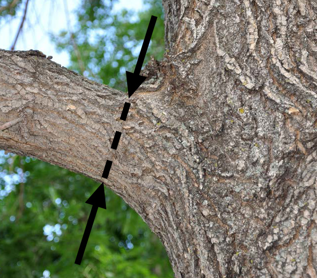 Tree Trimming Line