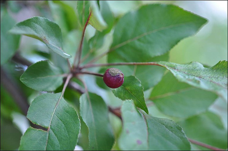 Figure 2. (A) Early lesion development on crabapple fruit with greenish, velvety appearance
