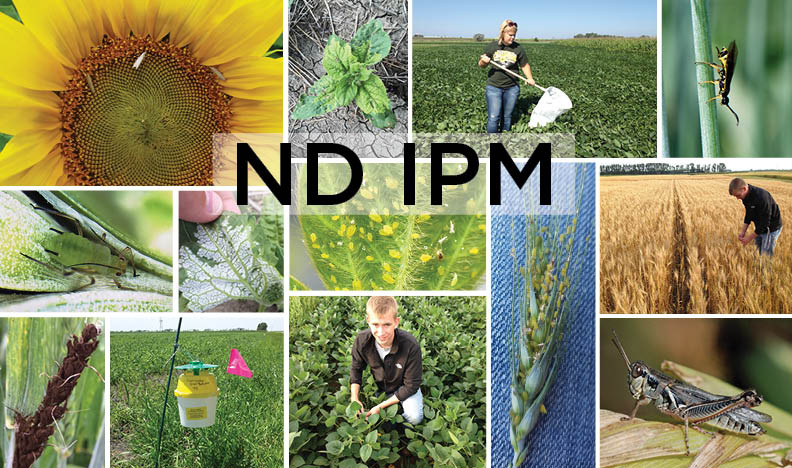 NDSU IPM logo