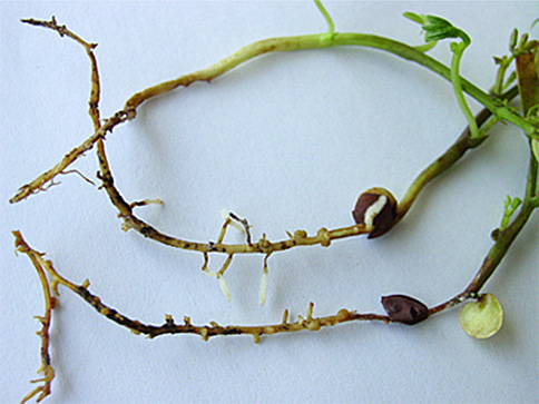 FIGURE 1 – Brown/black discoloration and pruning of lateral and tap roots by Pythium irregulare