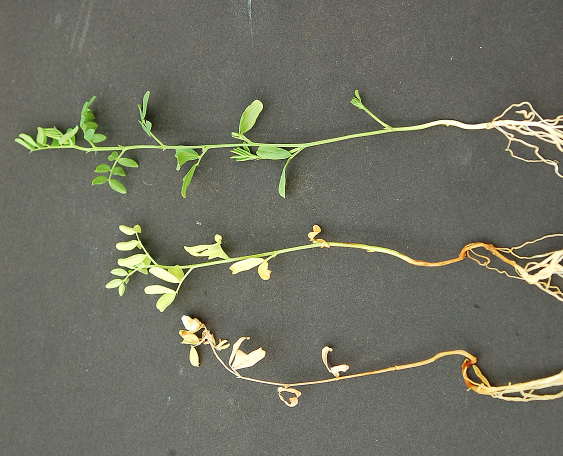 FIGURE 3 – Yellowing progressing upward and premature death caused by F. avenaceum (diseased [middle/bottom] and healthy [top] roots)