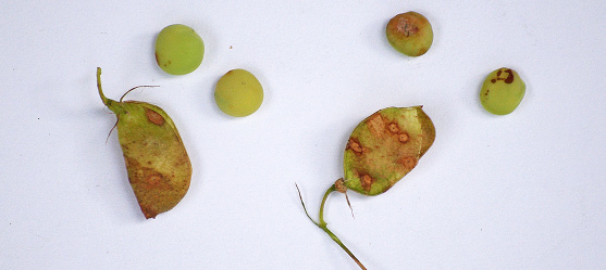FIGURE 3a – Anthracnose-infected pods and discolored seeds