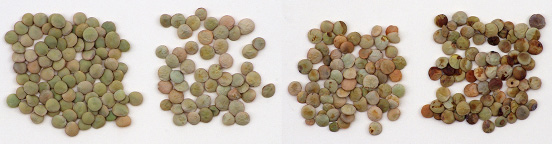 FIGURE 3b – Anthracnose-infected pods and discolored seeds