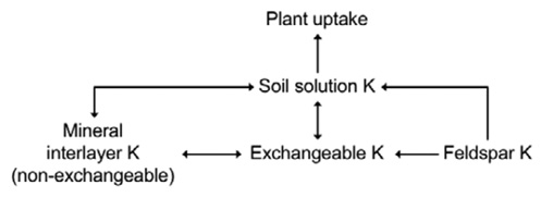 Figure 7. Modern view of seasonal soil K availability to crops. The rate of K release from K-feldspars and mineral interlayer (non-exchangeable) K is rapid and contributes K to crops during a growing season.