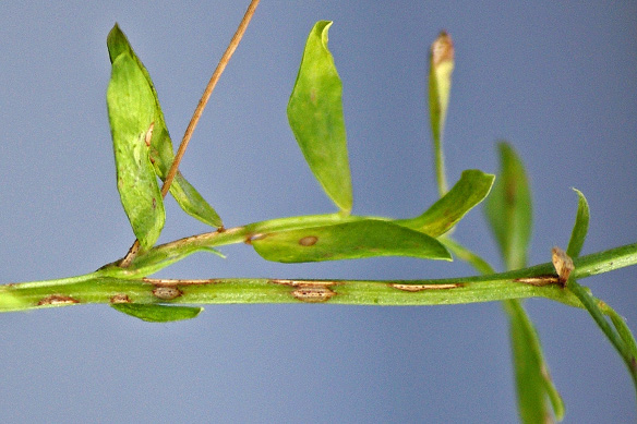 FIGURE 2 – Mid-canopy Ascochyta blight lesions