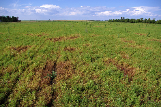 FIGURE 2 – Dead patches in lentil field