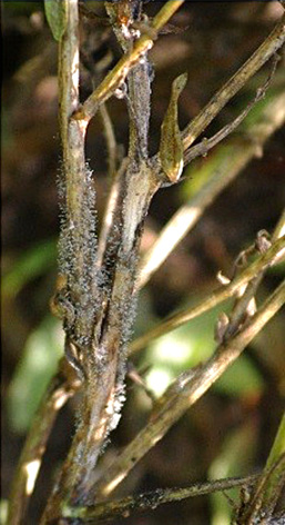 FIGURE 1a – Gray sporulation on diseased tissues when relative humidity is high