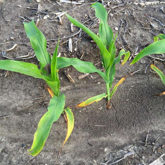 Figure 14. Potassium deficiency symptoms in corn. Note that lower leaves are most affected, and yellowing is seen first on leaf margins, with mid-rib affected last.