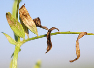 FIGURE 2a – Diseased leaflets that have become dark brown to gray due to pathogen sporulation under high relative humidity