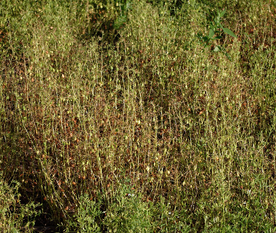 FIGURE 3b – Defoliated plants that have shed diseased leaves