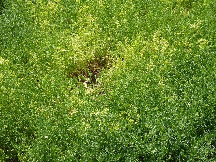 FIGURE 1 – Early leaf yellowing symptoms