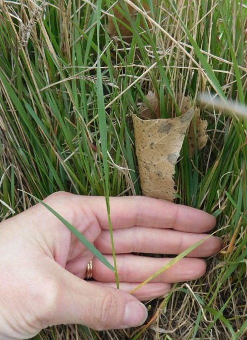 Crested Wheatgrass