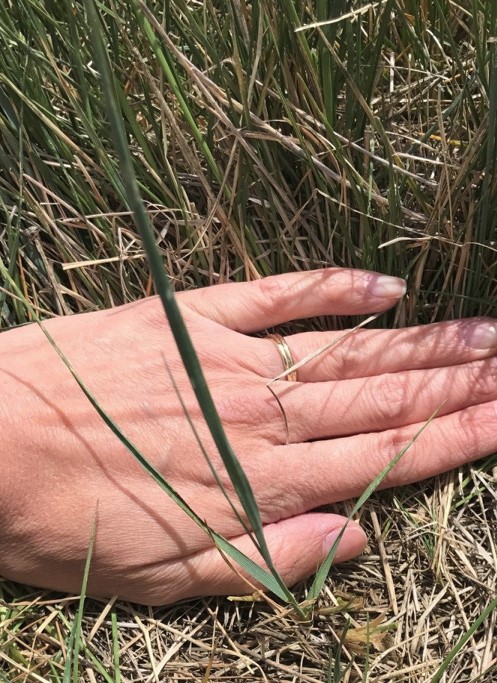 Western Wheatgrass