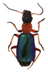 Calleida beetle