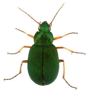 Green pubescent ground beetle