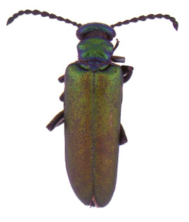Nuttall blister beetle