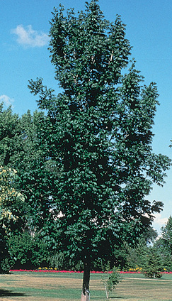 Black Ash tree