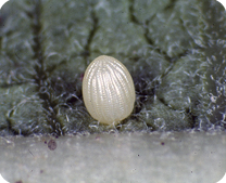 Monarch Egg