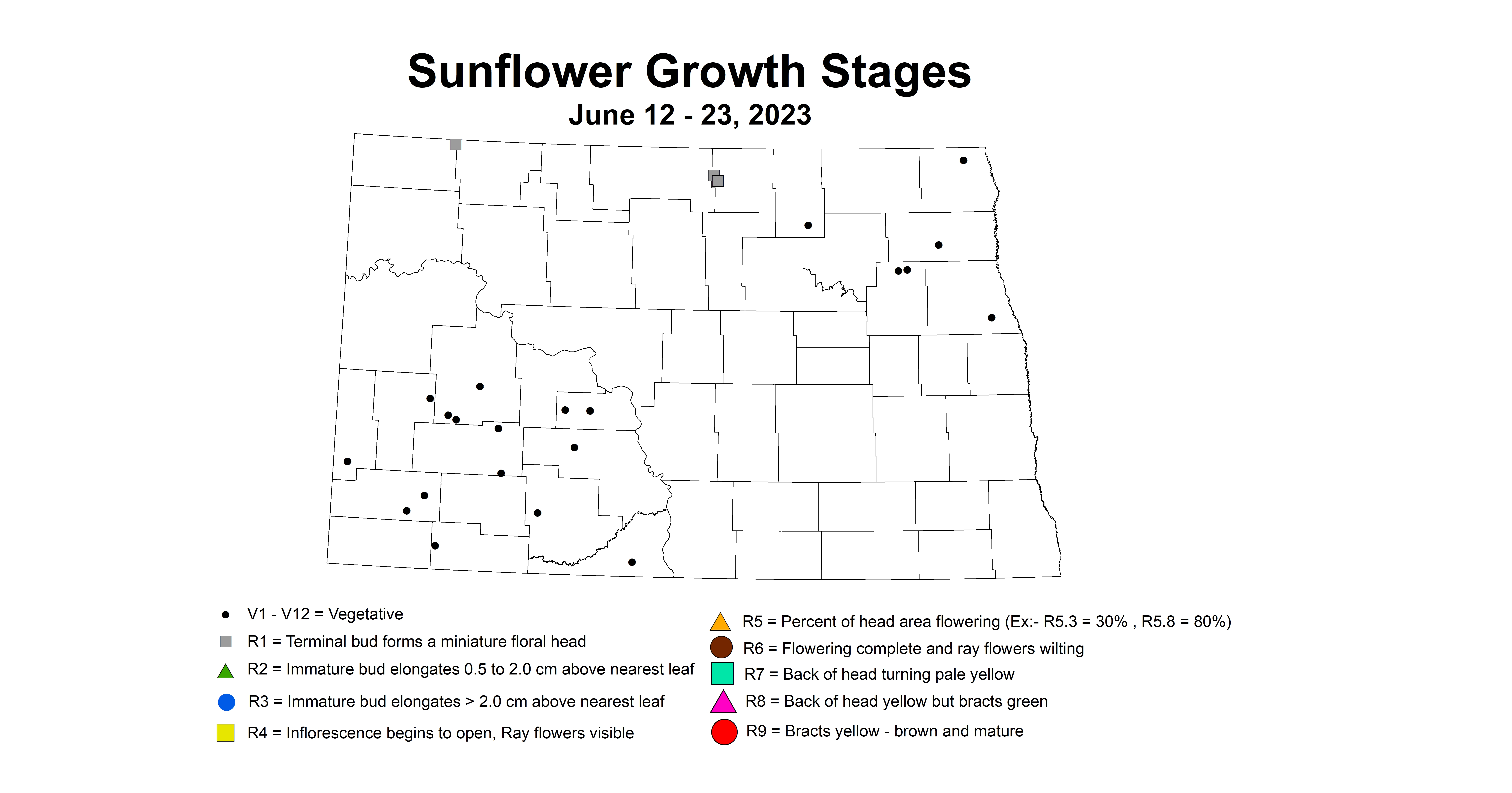 sunflower growth stages June 12-23 2023