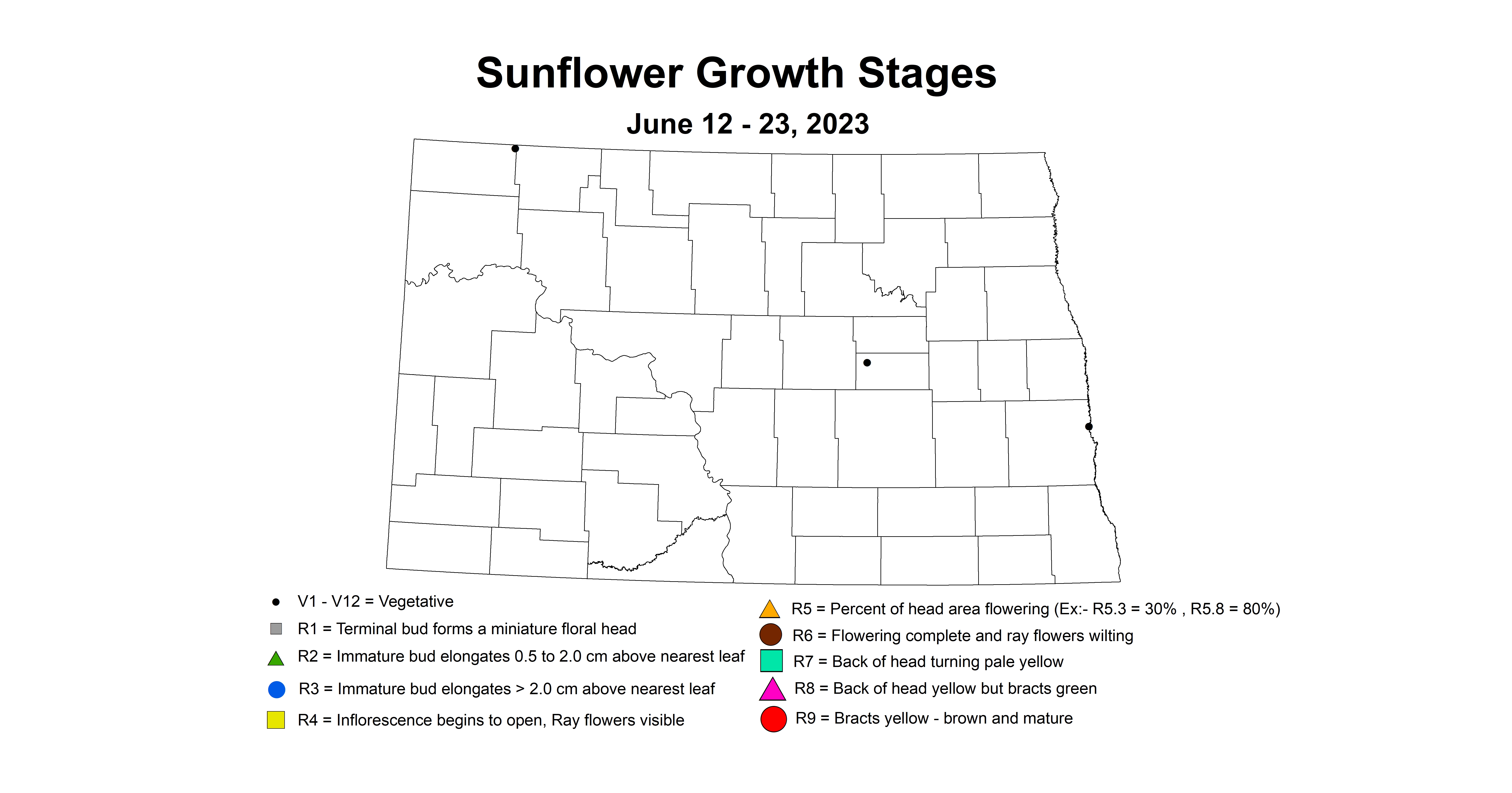 sunflower insecttrap growth stages June 12-23 2023